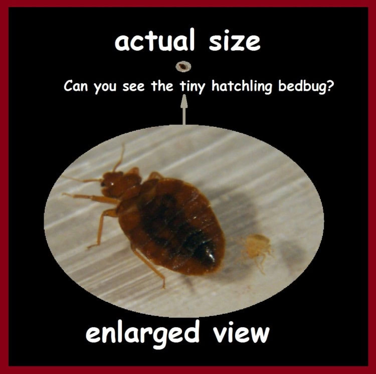 Hoe herken je bedbugs